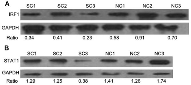 FIGURE 4