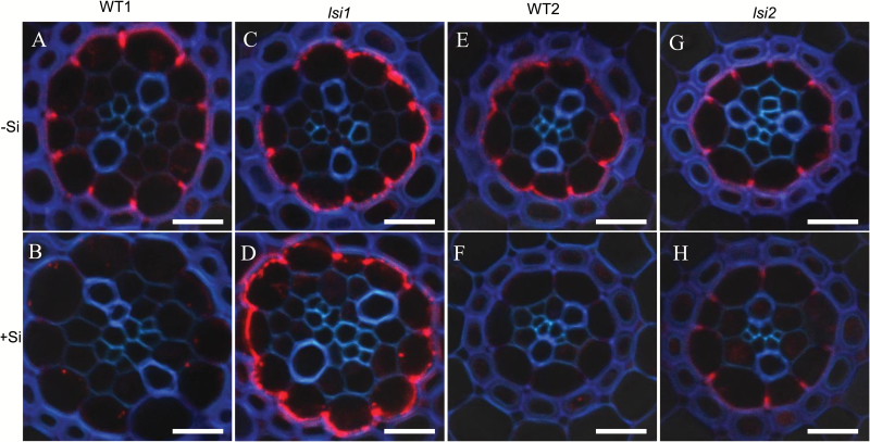 Fig. 8.