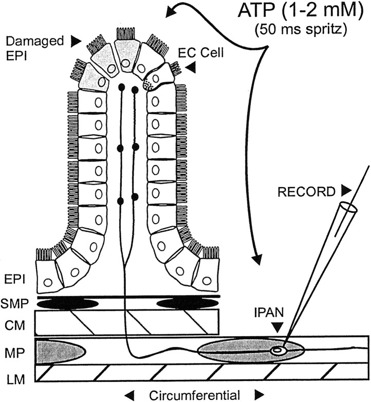 Fig. 1.