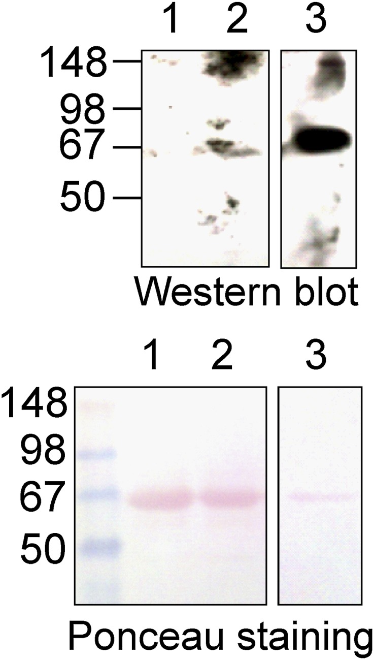 Fig. 10.