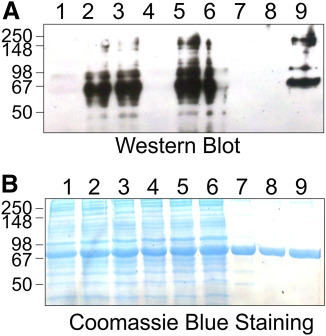 Fig. 11.