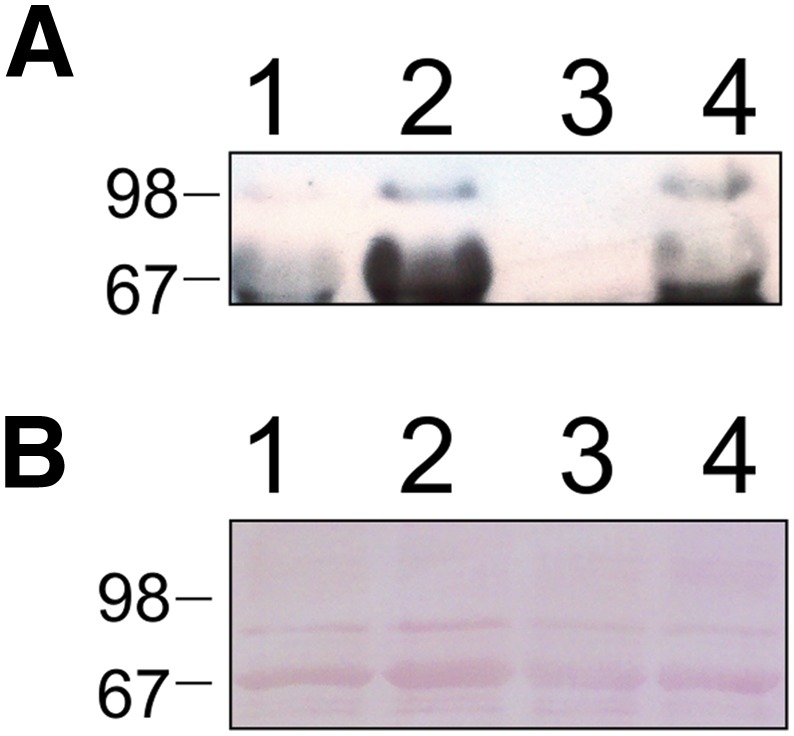 Fig. 12.