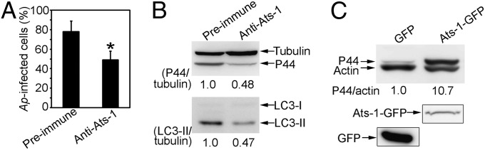 Fig. 6.