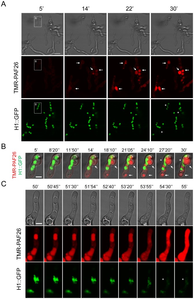 Figure 5