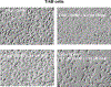 Extended Data Figure 13.
