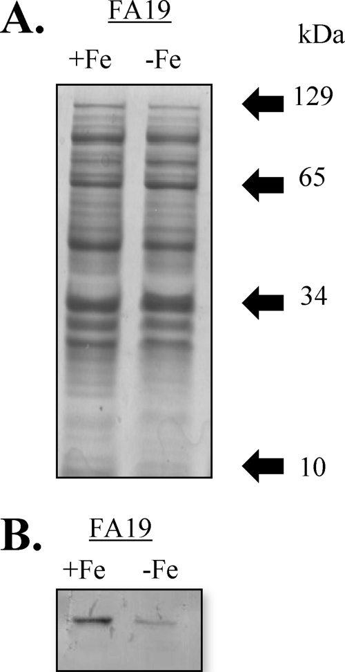 Fig 5