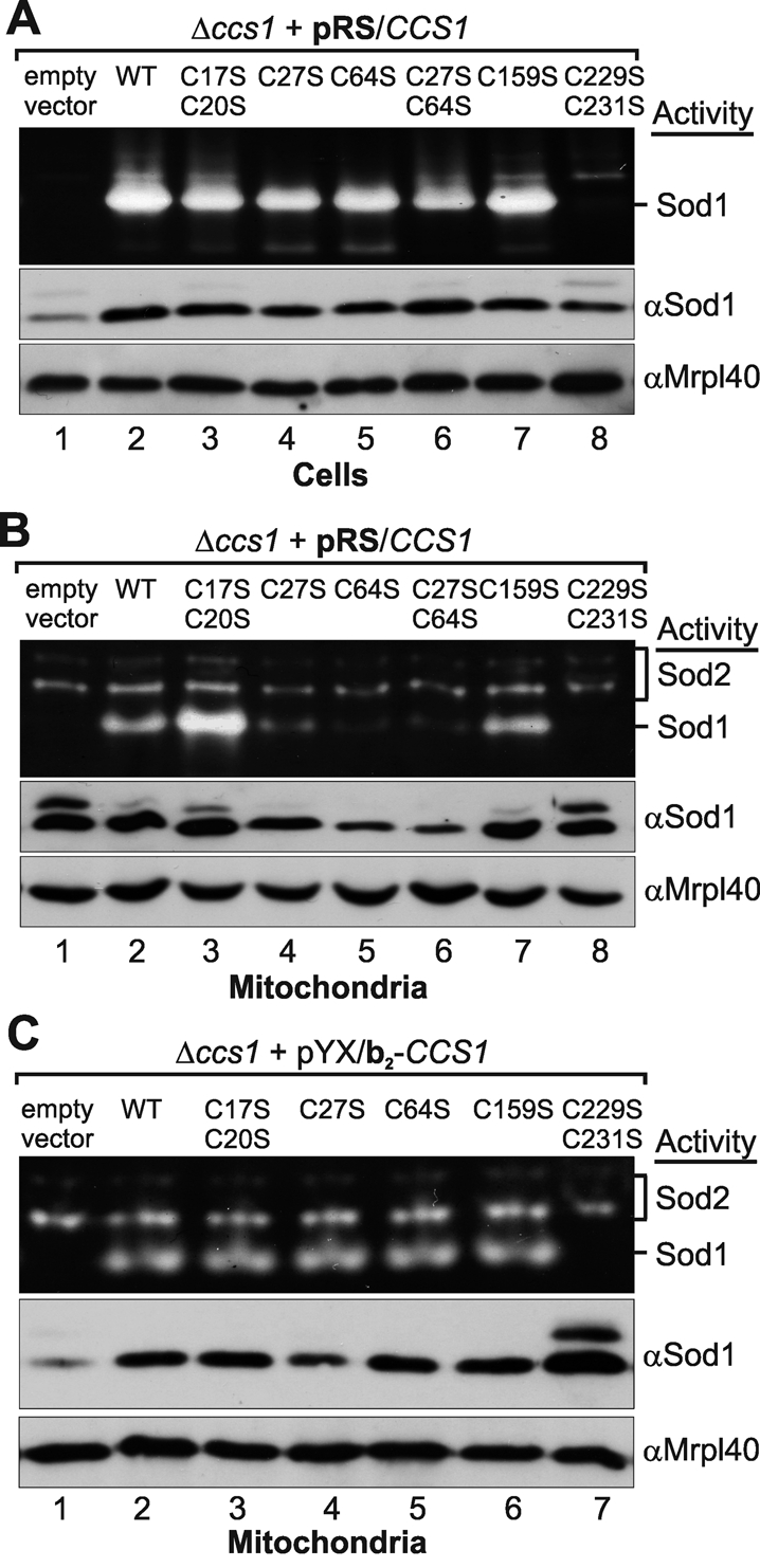 FIGURE 5: