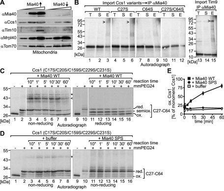 FIGURE 2: