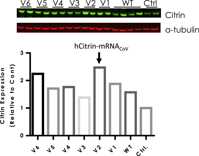 Figure 3