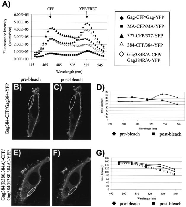 FIG. 7.