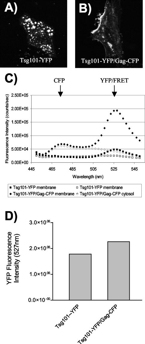 FIG. 8.