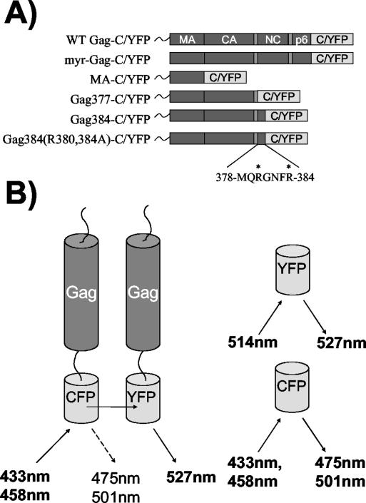 FIG. 1.