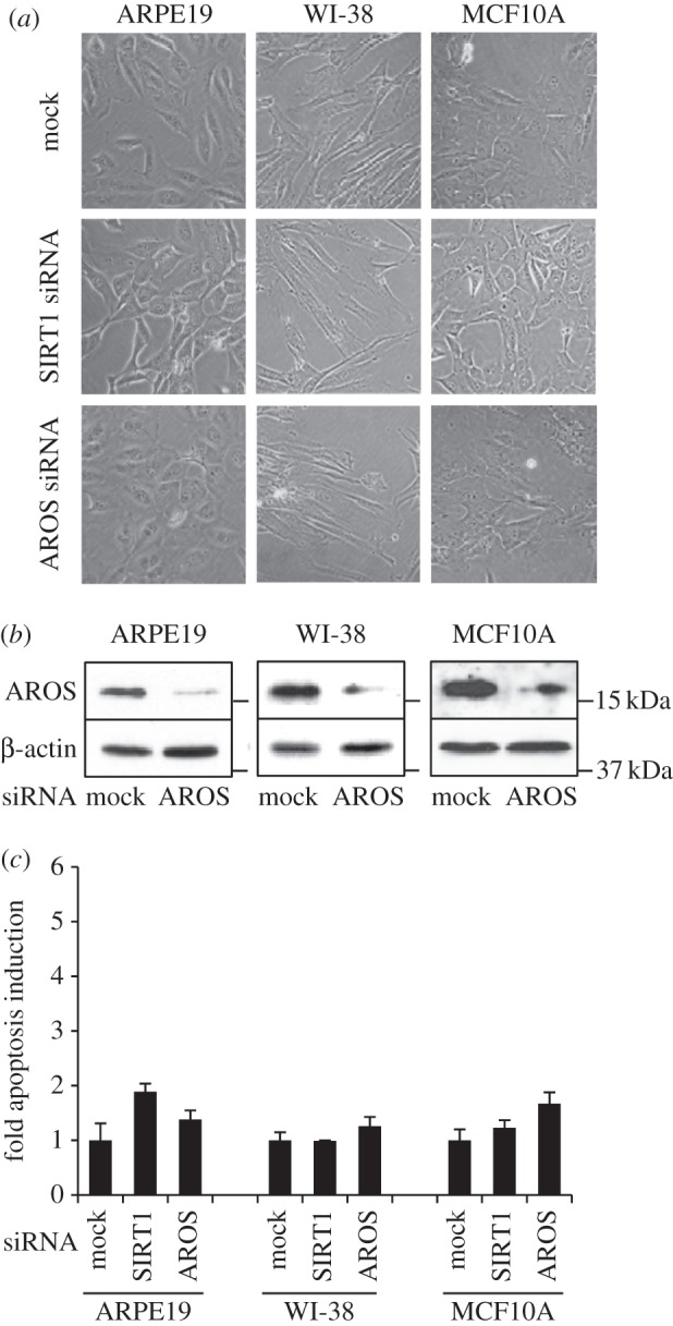 Figure 3.