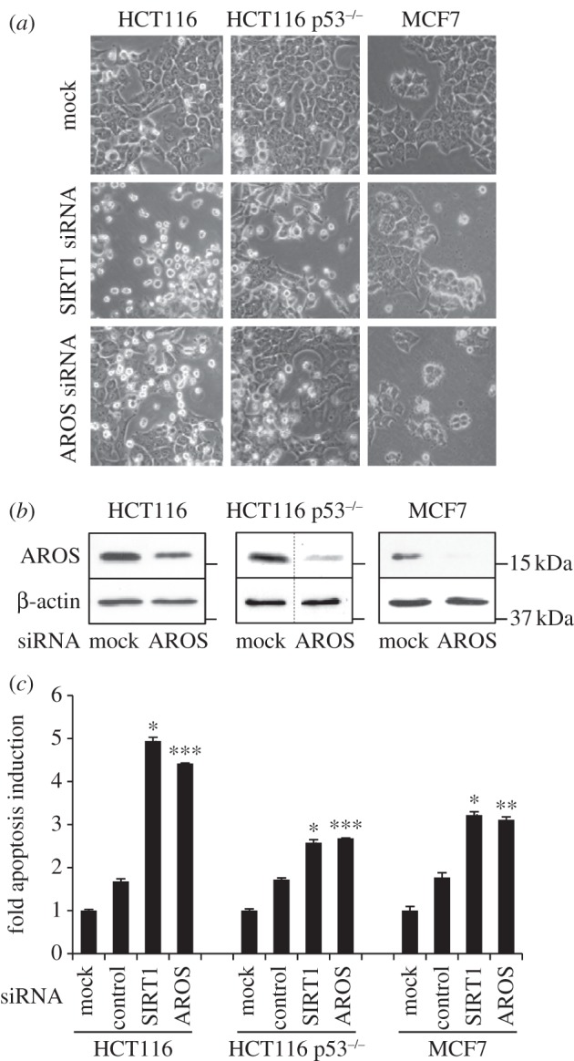 Figure 2.