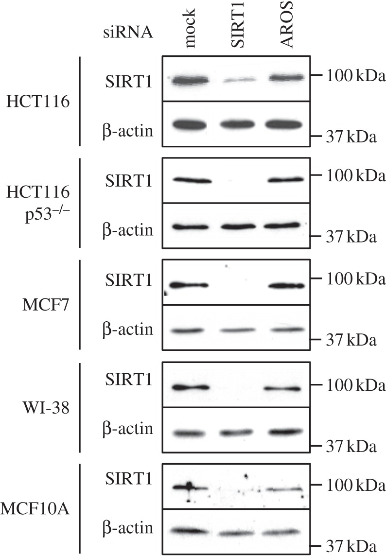 Figure 4.