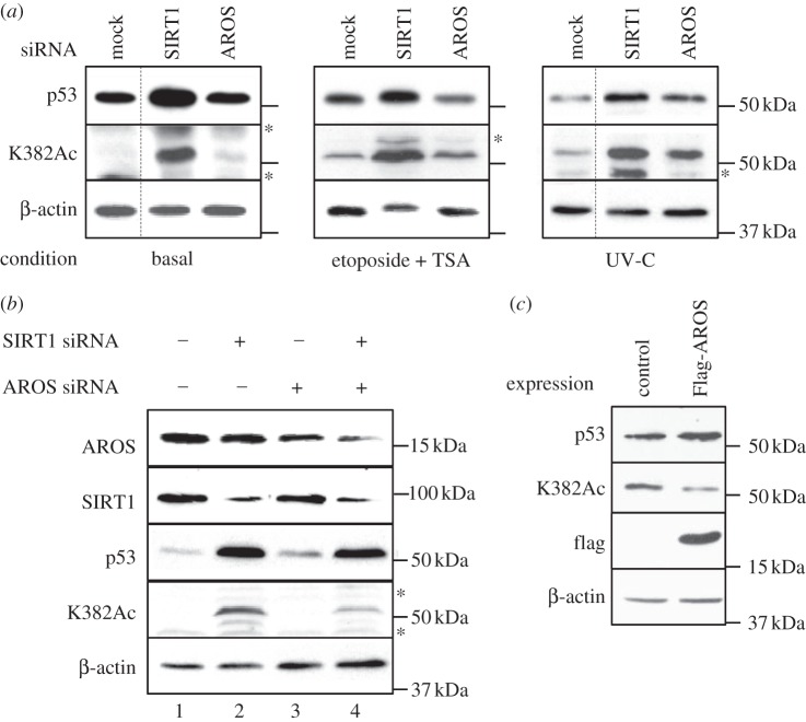 Figure 5.