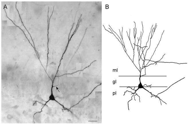 Fig. 7