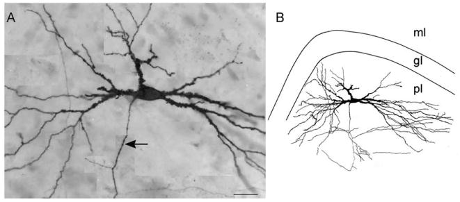 Fig. 9