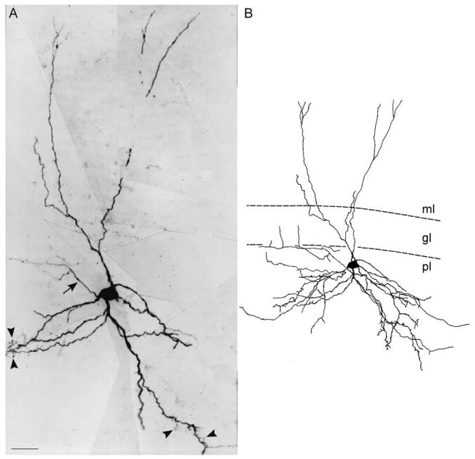 Fig. 10