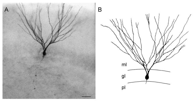 Fig. 5