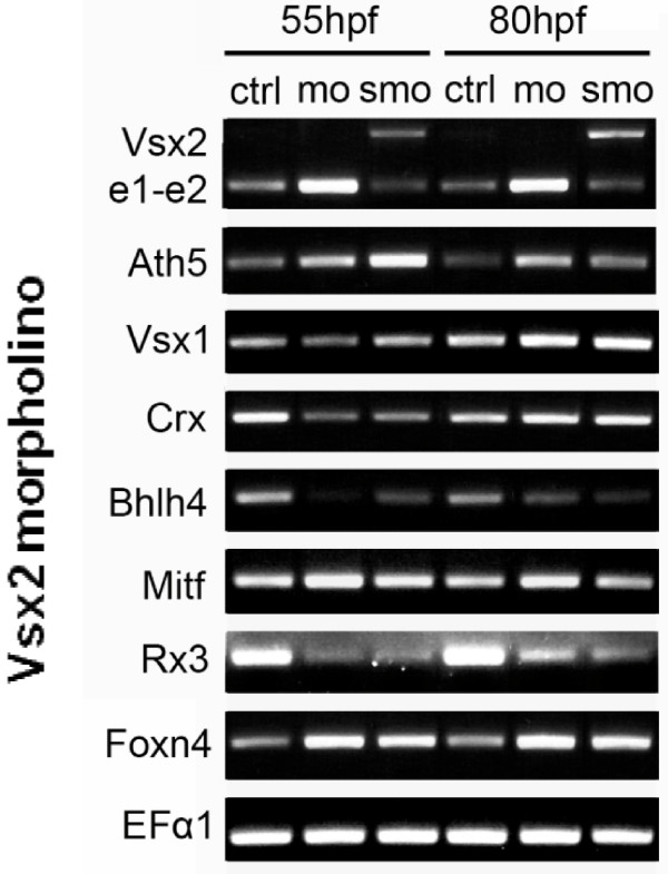 Figure 12