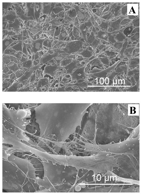 Fig. 12