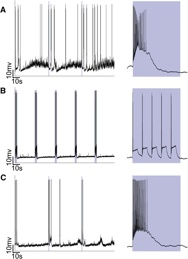 Fig. 2