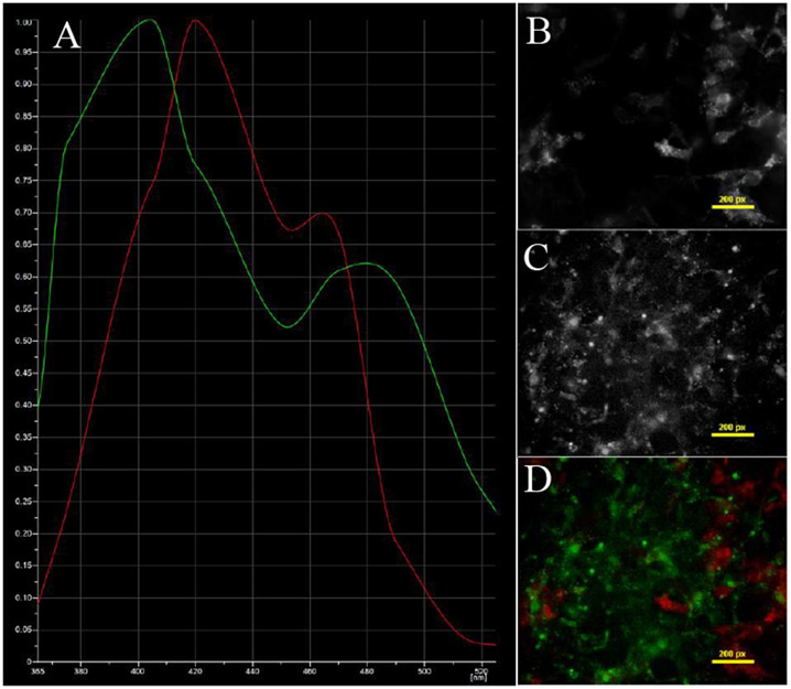 Figure 2 –