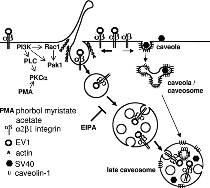 Figure 9.