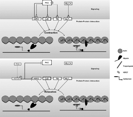 Fig. 11.