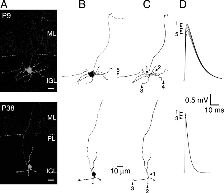 Figure 5.