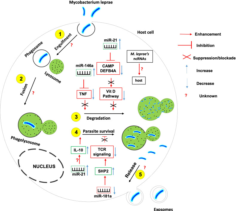 Figure 5