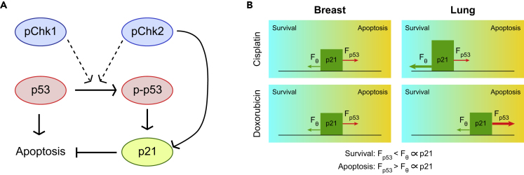 Figure 7