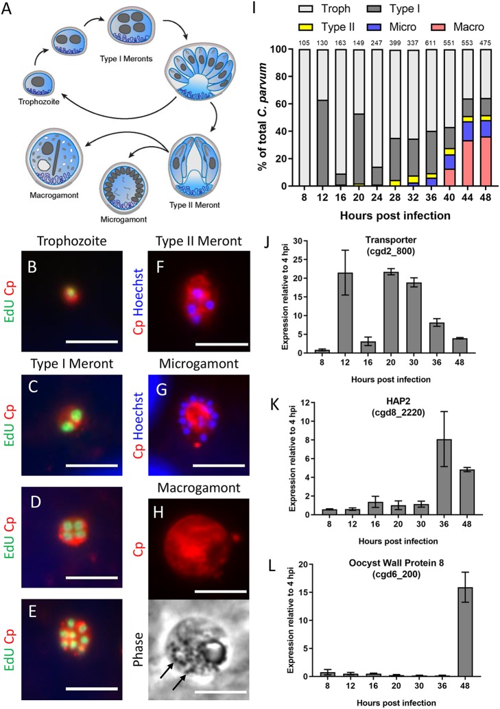 FIG 2