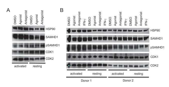 Figure 2—figure supplement 1.