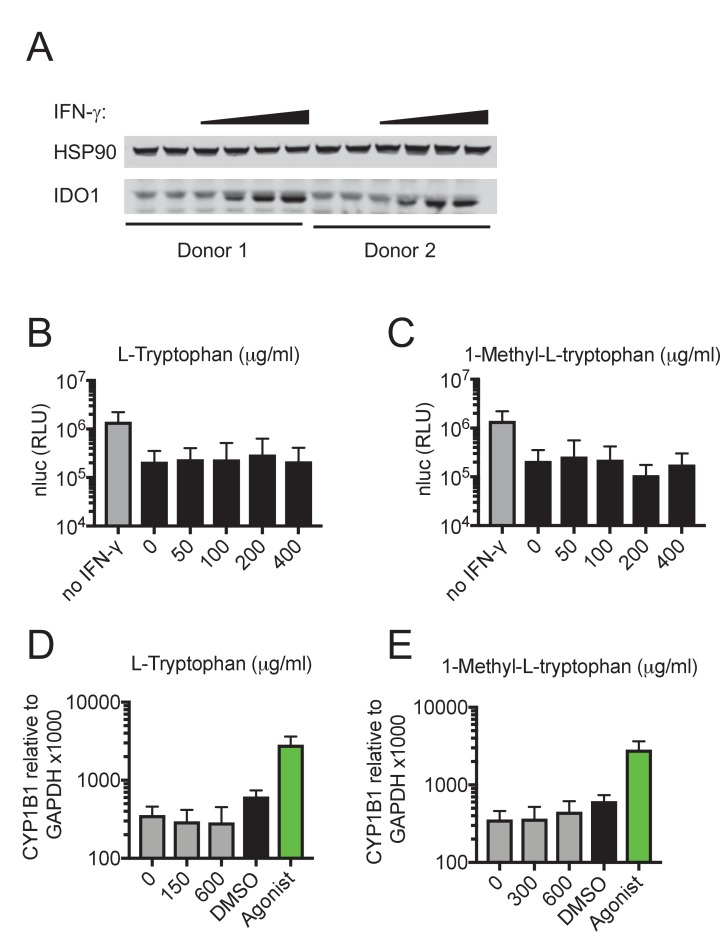 Figure 4—figure supplement 2.