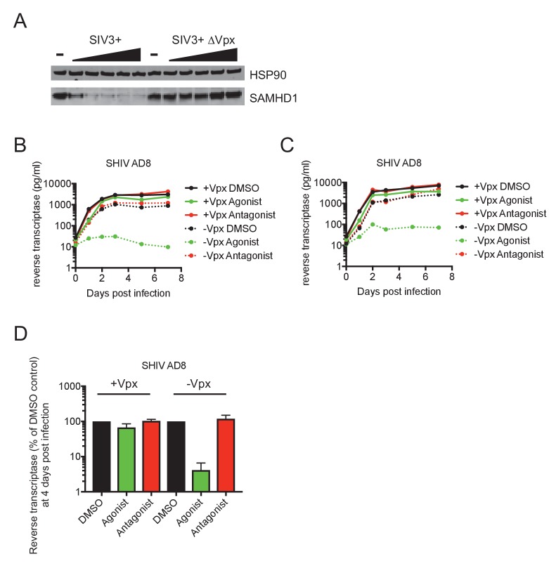 Figure 3—figure supplement 1.