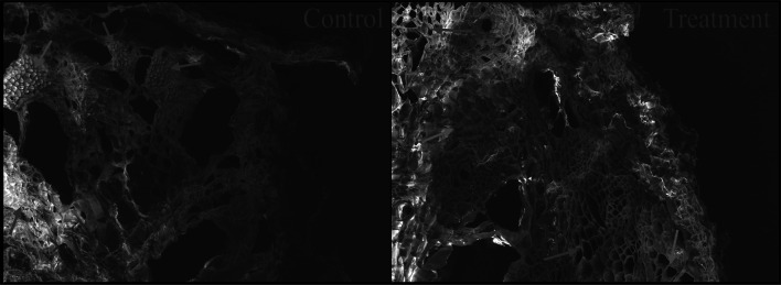 Fig. 15