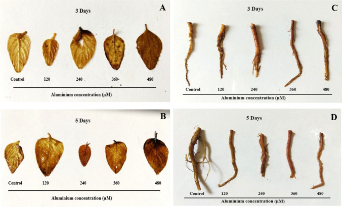 Fig. 14