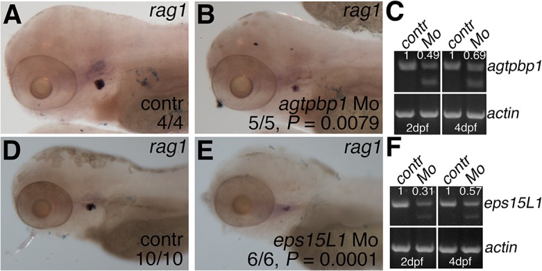 Fig 6