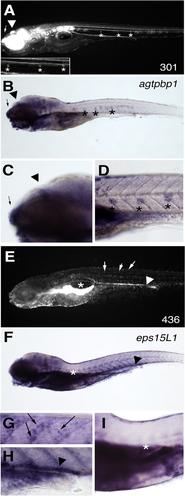 Fig 5