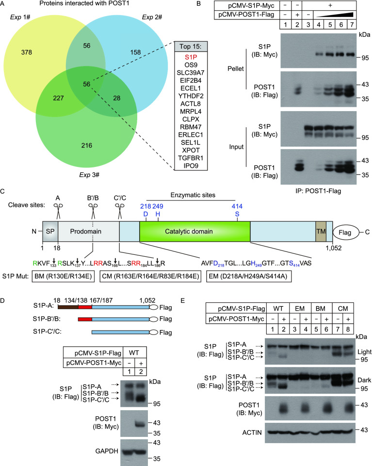 Figure 4