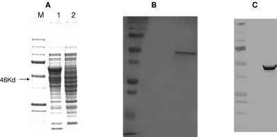 FIG. 3.