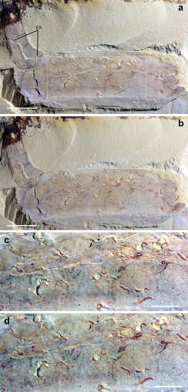 Fig. 4