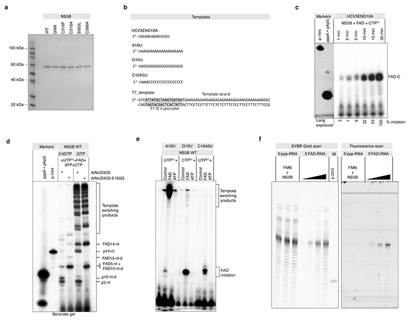 Extended Data Fig.7 |