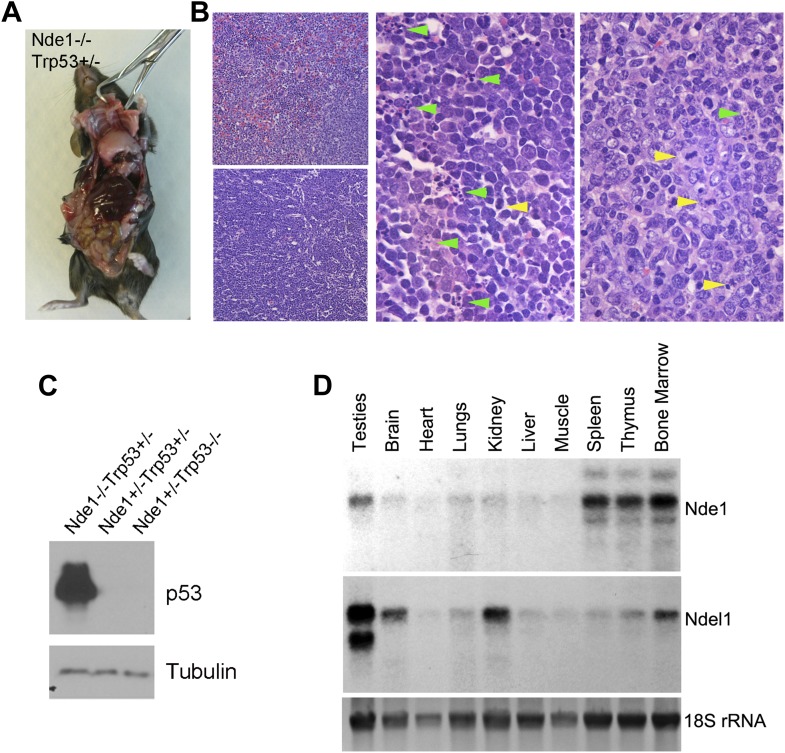 Figure 6—figure supplement 1.