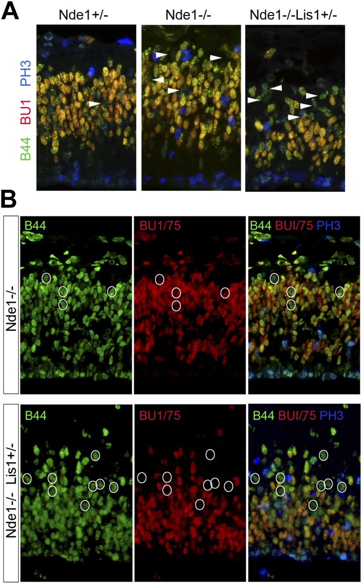 Figure 4—figure supplement 2.