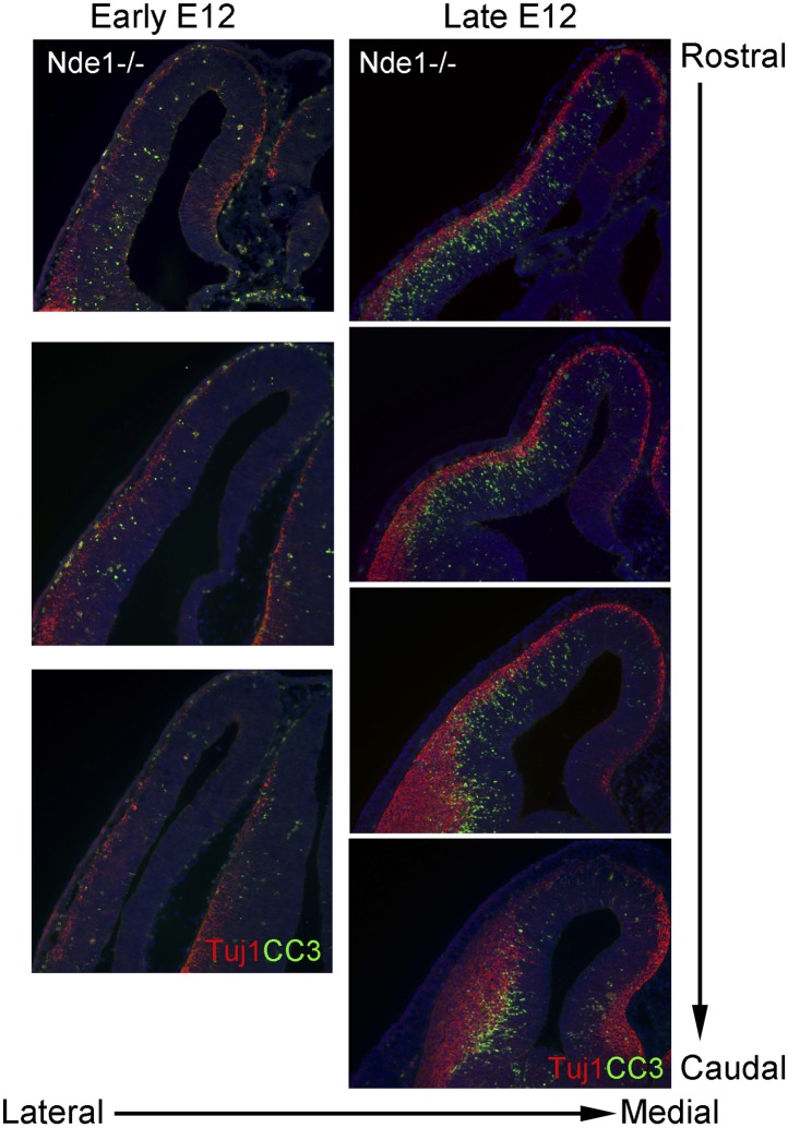 Figure 1—figure supplement 2.