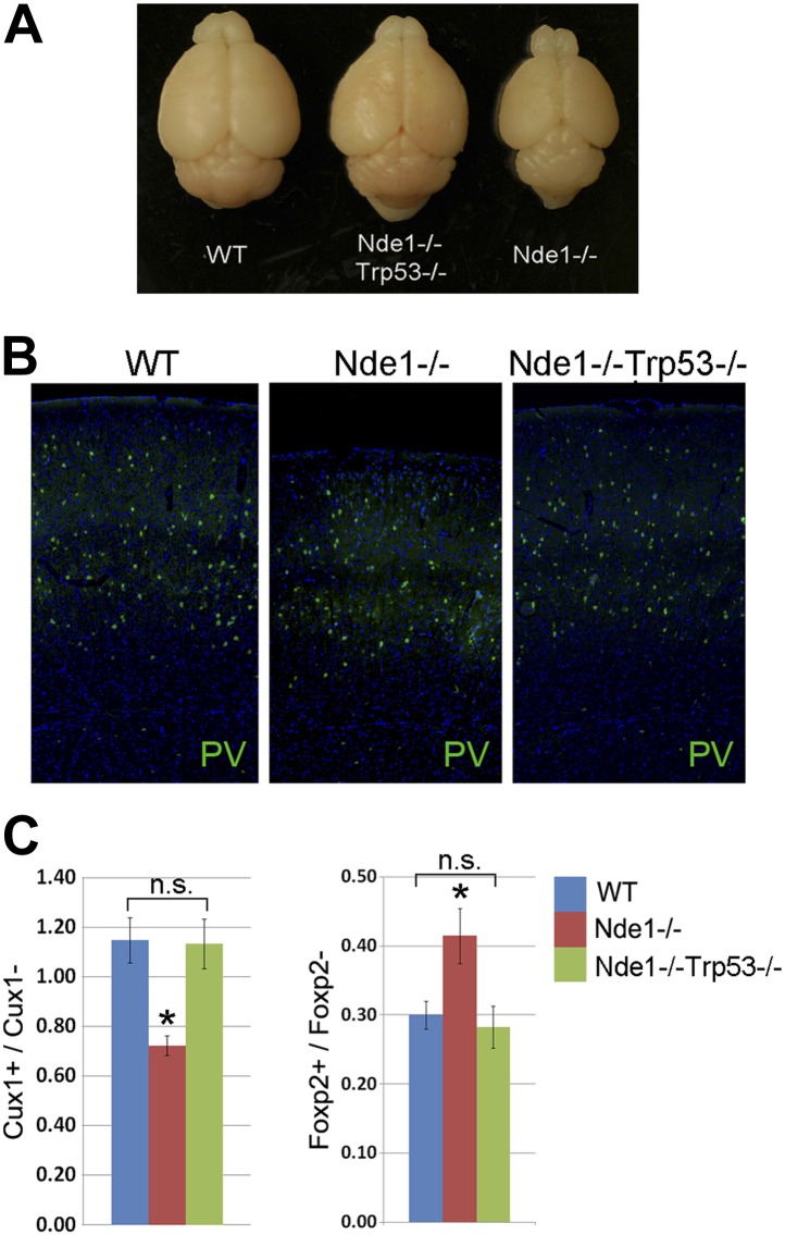 Figure 3—figure supplement 1.