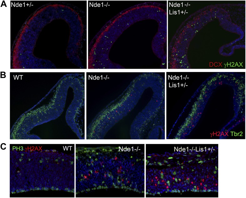 Figure 4—figure supplement 1.